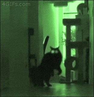 cat-running-sideways-in-the-dark-night-vision-gif