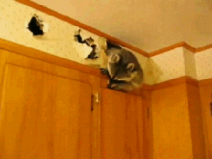 [Image: raccoon-kitchen-burglary-hole-in-wall-cu...14705e.gif]