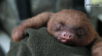 The average person would lose their shit if someone hurt this baby sloth.
